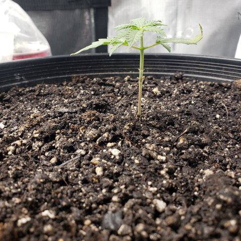Geloctane  growlog photo: Ph is way off to about 7.10 plants don't like it I assume They like a PH around 6.8 or lower Poor plants are suffering I'm trying to lower ph