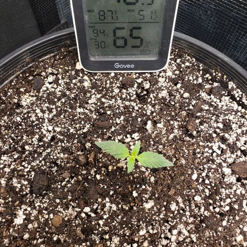 Geloctane  growlog photo: Ph is way off to about 7.10 plants don't like it I assume They like a PH around 6.8 or lower Poor plants are suffering I'm trying to lower ph