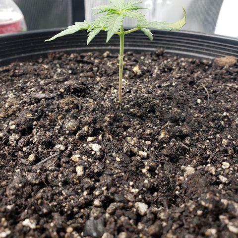 Geloctane  growlog photo: Ph is way off to about 7.10 plants don't like it I assume They like a PH around 6.8 or lower Poor plants are suffering I'm trying to lower ph