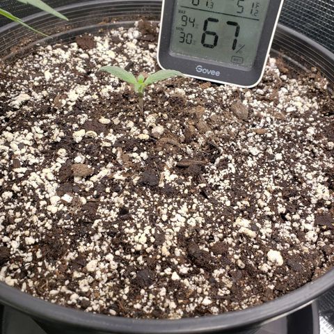 Geloctane  growlog photo: Ph is way off to about 7.10 plants don't like it I assume They like a PH around 6.8 or lower Poor plants are suffering I'm trying to lower ph