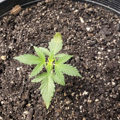 Geloctane  growlog photo: Ph is way off to about 7.10 plants don't like it I assume They like a PH around 6.8 or lower Poor plants are suffering I'm trying to lower ph