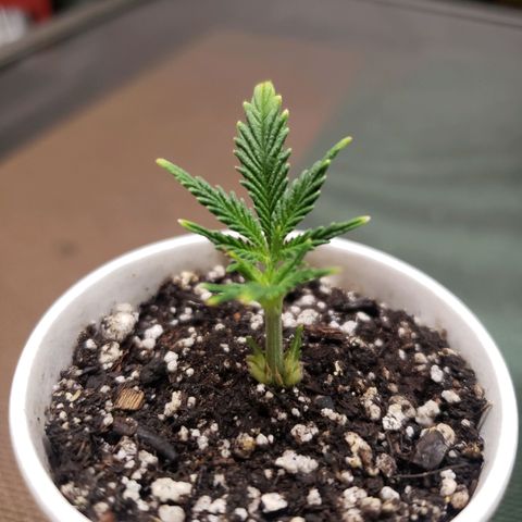 Geloctane  growlog photo: Potted up geloctane clone added mykos and watered 9:30