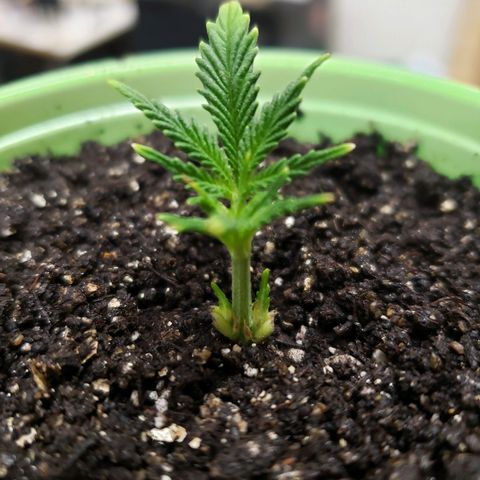 Geloctane  growlog photo: Potted up geloctane clone added mykos and watered 9:30