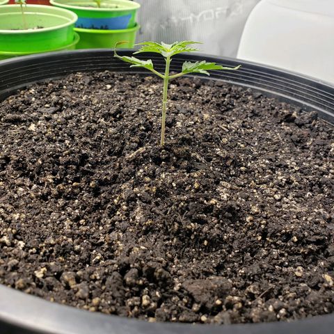 Geloctane  growlog photo: Trying to correct issues with some of the plants Is there looking a little better 11:30am