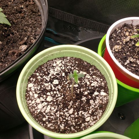 Geloctane  growlog photo: Trying to correct issues with some of the plants Is there looking a little better 11:30am