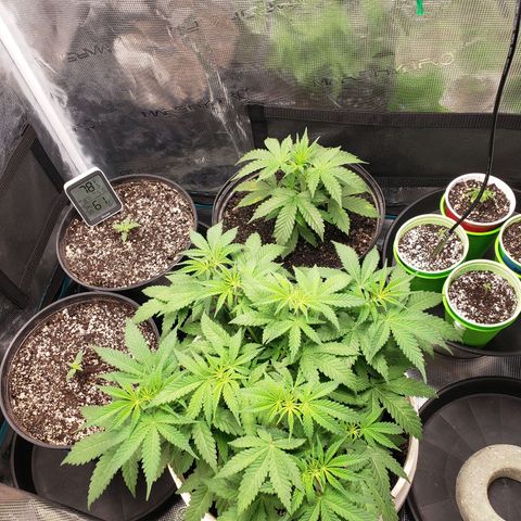 Geloctane  growlog photo: Trying to correct issues with some of the plants Is there looking a little better 11:30am