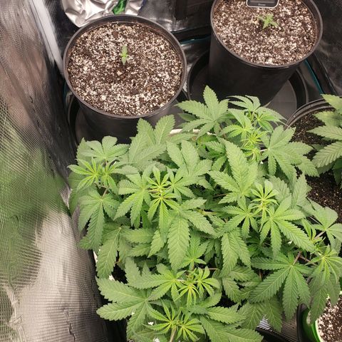 Geloctane  growlog photo: Trying to correct issues with some of the plants Is there looking a little better 11:30am