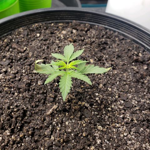 Geloctane  growlog photo: Trying to correct issues with some of the plants Is there looking a little better 11:30am