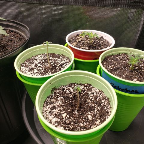 Geloctane  growlog photo: Trying to correct issues with some of the plants Is there looking a little better 11:30am
