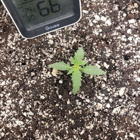 Geloctane  growlog photo: Trying to correct issues with some of the plants Is there looking a little better 11:30am