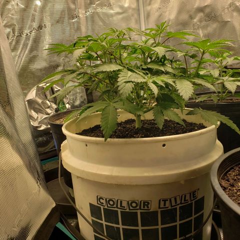 Geloctane  growlog photo: Trying to correct issues with some of the plants Is there looking a little better 11:30am