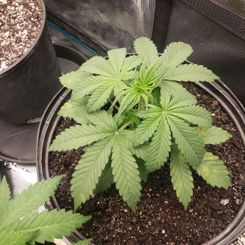 Geloctane  growlog photo: Trying to correct issues with some of the plants Is there looking a little better 11:30am