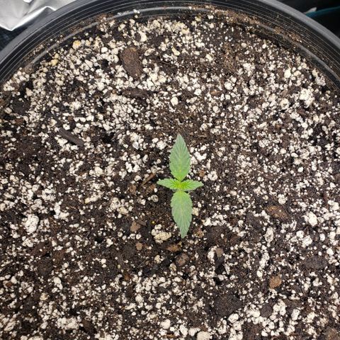 Geloctane  growlog photo: Trying to correct issues with some of the plants Is there looking a little better 11:30am