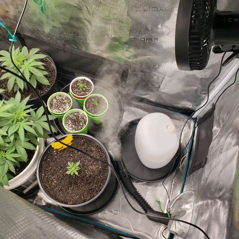 Geloctane  growlog photo: Set up the new H05 humidifier 2:30pm  everything seemed to be working okay  So far I will check on it soon.