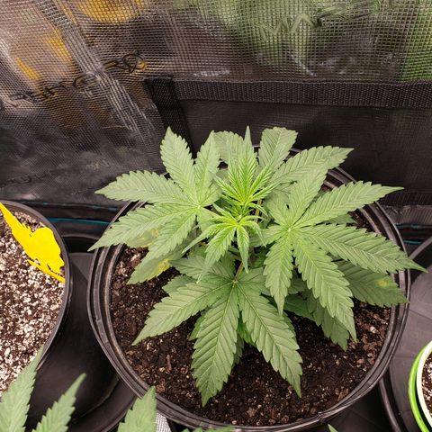 Geloctane  growlog photo: Set up the new H05 humidifier 2:30pm  everything seemed to be working okay  So far I will check on it soon.