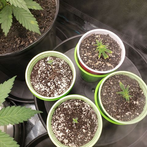 Geloctane  growlog photo: Set up the new H05 humidifier 2:30pm  everything seemed to be working okay  So far I will check on it soon.