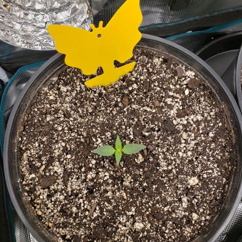 Geloctane  growlog photo: Set up the new H05 humidifier 2:30pm  everything seemed to be working okay  So far I will check on it soon.