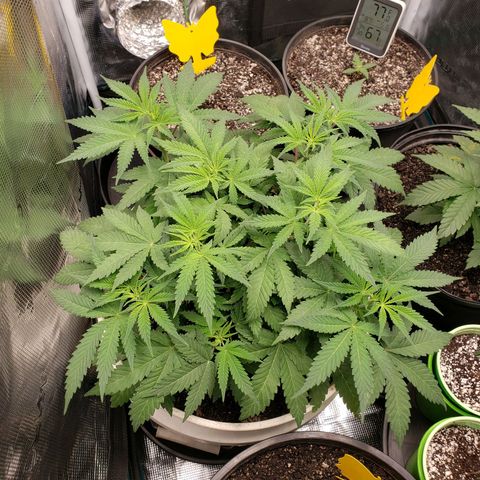 Geloctane  growlog photo: Set up the new H05 humidifier 2:30pm  everything seemed to be working okay  So far I will check on it soon.