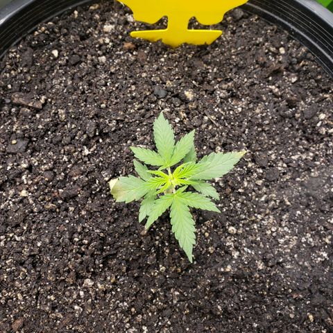 Geloctane  growlog photo: Set up the new H05 humidifier 2:30pm  everything seemed to be working okay  So far I will check on it soon.