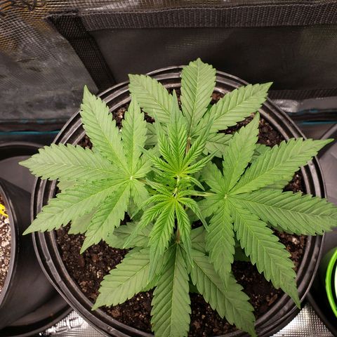 Geloctane  growlog photo: Super skunk Almost ready to be topped 