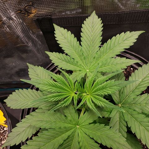Geloctane  growlog photo: Super skunk Almost ready to be topped 