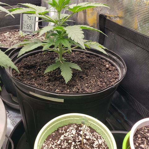 Geloctane  growlog photo: Super skunk Almost ready to be topped 