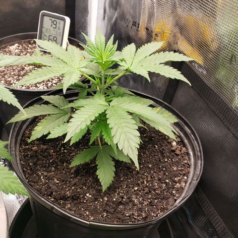 Geloctane  growlog photo: Super skunk Almost ready to be topped 