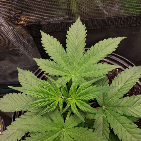 Geloctane  growlog photo: Super skunk Almost ready to be topped 