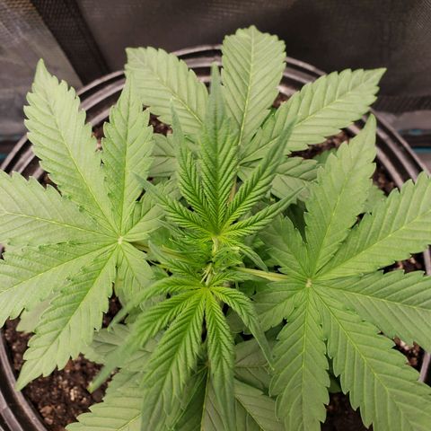 Geloctane  growlog photo: Super skunk Almost ready to be topped 