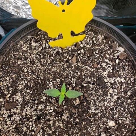Geloctane  growlog photo: Looks like nutrient lockout is getting cleared up 