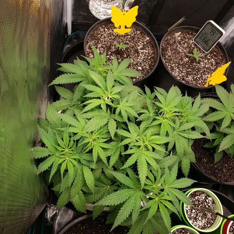 Geloctane  growlog photo: Looks like nutrient lockout is getting cleared up 