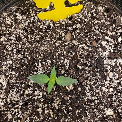 Geloctane  growlog photo: Looks like nutrient lockout is getting cleared up 