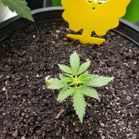 Geloctane  growlog photo: Looks like nutrient lockout is getting cleared up 