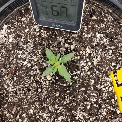 Geloctane  growlog photo: Looks like nutrient lockout is getting cleared up 