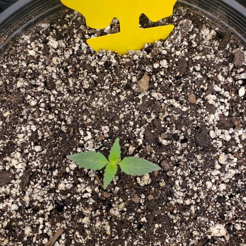 Geloctane  growlog photo: Looks like nutrient lockout is getting cleared up 