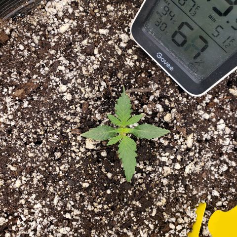 Geloctane  growlog photo: Looks like nutrient lockout is getting cleared up 