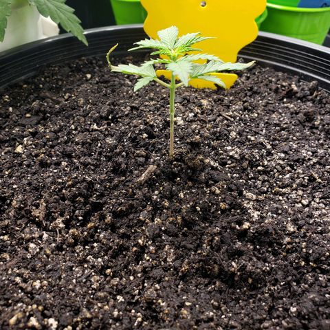 Geloctane  growlog photo: Looks like nutrient lockout is getting cleared up 