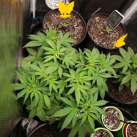 Geloctane  growlog photo: Looks like nutrient lockout is getting cleared up 