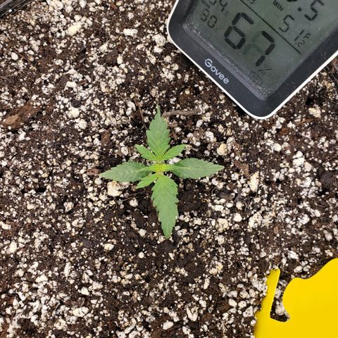 Geloctane  growlog photo: Looks like nutrient lockout is getting cleared up 