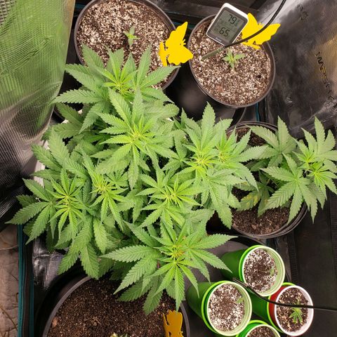 Geloctane  growlog photo: Trying to get these little guys better Not looking too bad so far First time grower