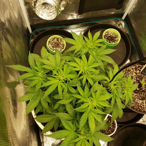 Geloctane  growlog photo: Trying to get these little guys better Not looking too bad so far First time grower