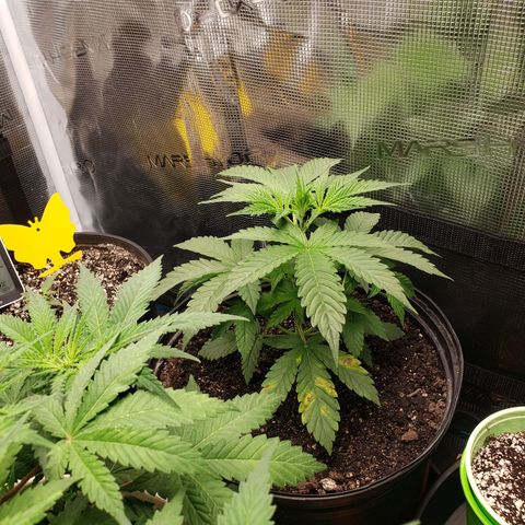 Geloctane  growlog photo: Trying to get these little guys better Not looking too bad so far First time grower
