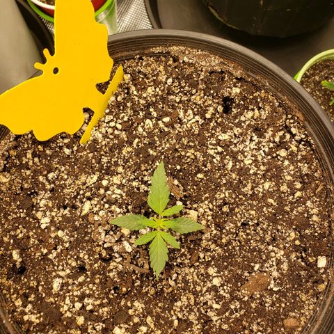 Geloctane  growlog photo: Trying to get these little guys better Not looking too bad so far First time grower