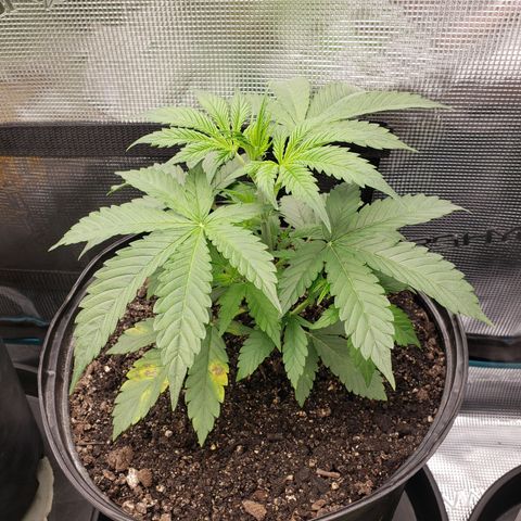 Geloctane  growlog photo: Trying to get these little guys better Not looking too bad so far First time grower