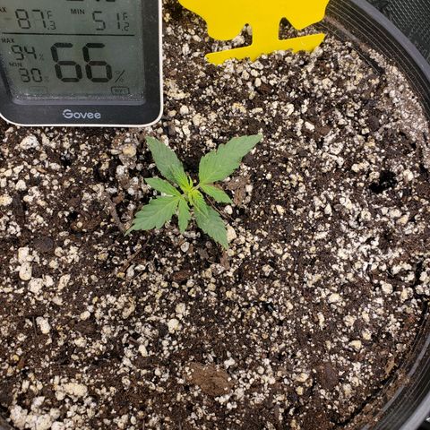 Geloctane  growlog photo: Trying to get these little guys better Not looking too bad so far First time grower