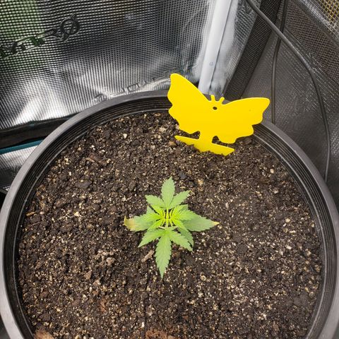 Geloctane  growlog photo: Trying to get these little guys better Not looking too bad so far First time grower