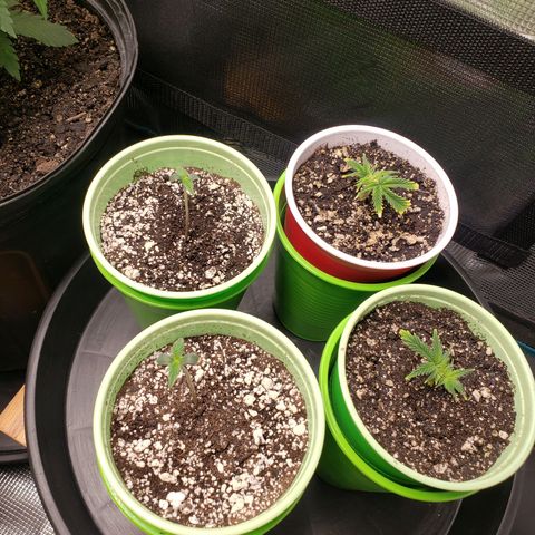 Geloctane  growlog photo: Trying to get these little guys better Not looking too bad so far First time grower