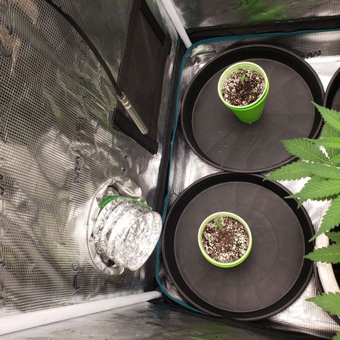 Geloctane  growlog photo: Trying to get these little guys better Not looking too bad so far First time grower