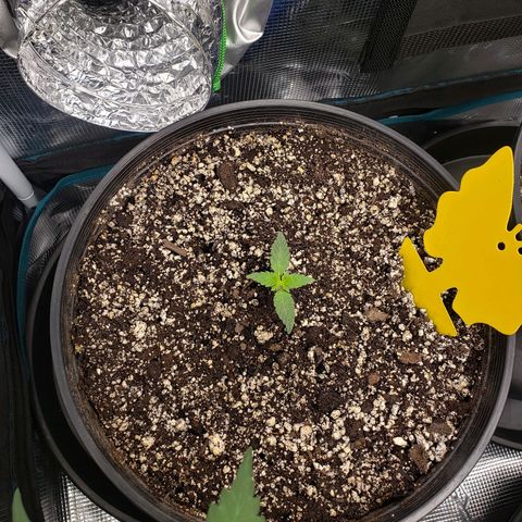 Geloctane  growlog photo: Trying to get these little guys better Not looking too bad so far First time grower