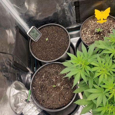 Geloctane  growlog photo: Transplanted to Khalifa Kush strains auto flower 4:00pm